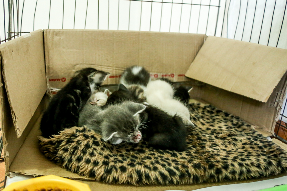 fotos fera 01dia (31) castração