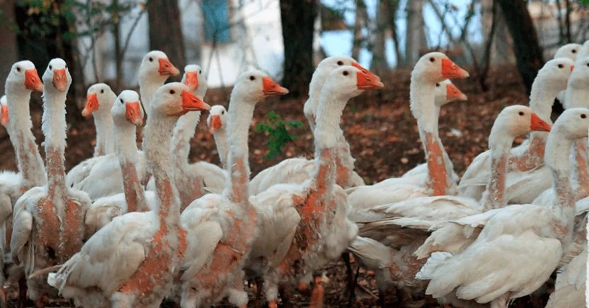 maus tratos carvaval Maus-Tratos