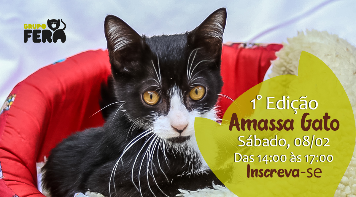 primeiro-amassa-gato amassa gato