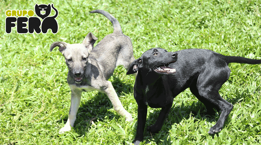 causa-animal causa animal