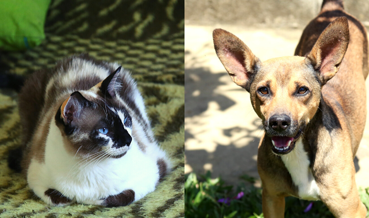 guarda responsável guarda resposável