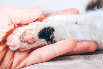 protetor-de-animais protetor