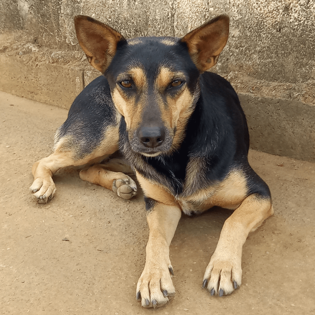 NOAH FEMEA - Nova home