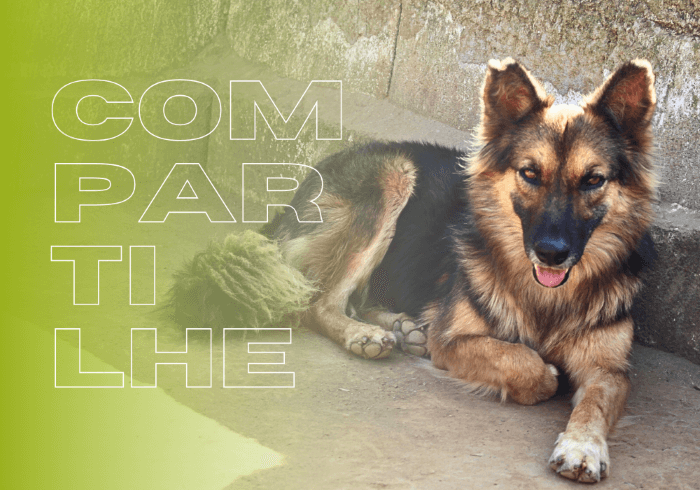 compartilhe - Nova home