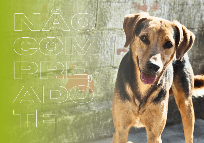 nao compre adote - Nova home