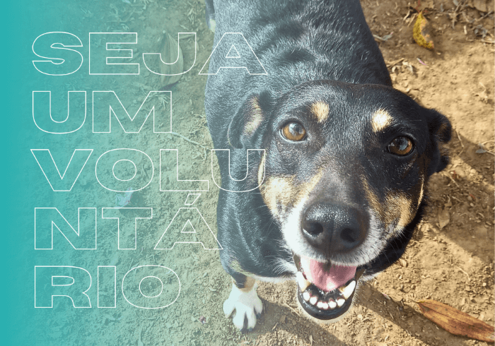 seja um voluntario - Nova home