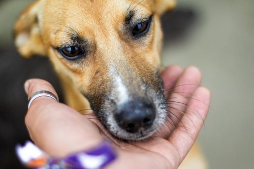 PL Prote&ccedil;&atilde;o Animal pvg0zikhbpjo17uefjp4f40z5jyvu7yvr13xxlfuns - Nova home