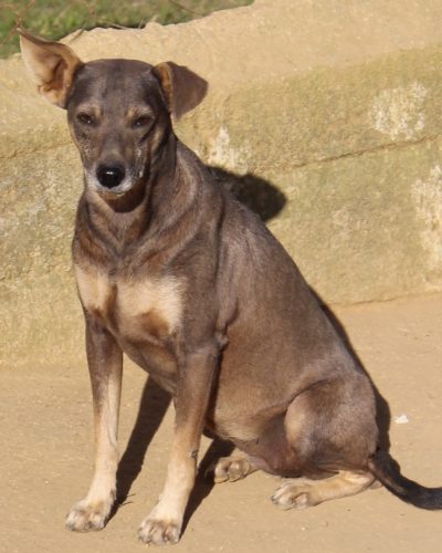 nani qj4s7gsno9vsbg8m9o3wjvwbxo4nl2ov9gl2rzdx1k - Nova home