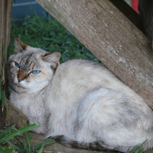 1 - ADOTE COM O GRUPO FERA