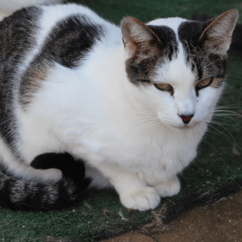 7 - ADOTE COM O GRUPO FERA