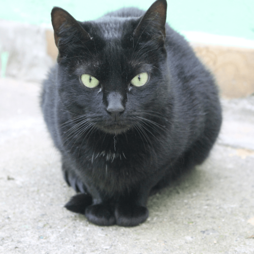 AMANDA - ADOTE COM O GRUPO FERA