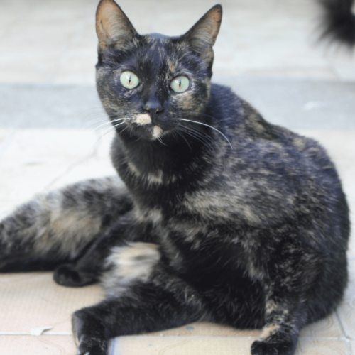 BEBEL - ADOTE COM O GRUPO FERA