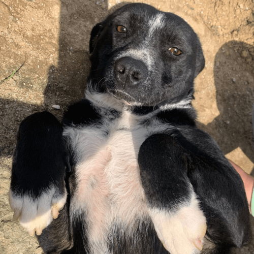 BEBEL1 - ADOTE COM O GRUPO FERA