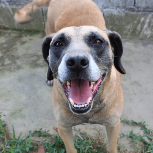 BIG BIG - ADOTE COM O GRUPO FERA