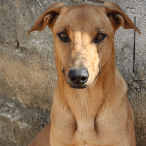 CARAMELO 2 - ADOTE COM O GRUPO FERA