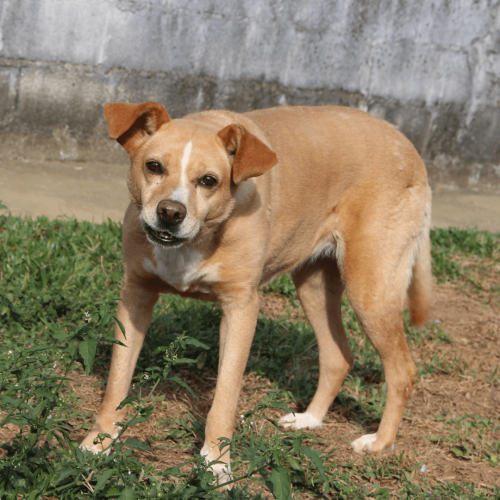 DAMA - ADOTE COM O GRUPO FERA