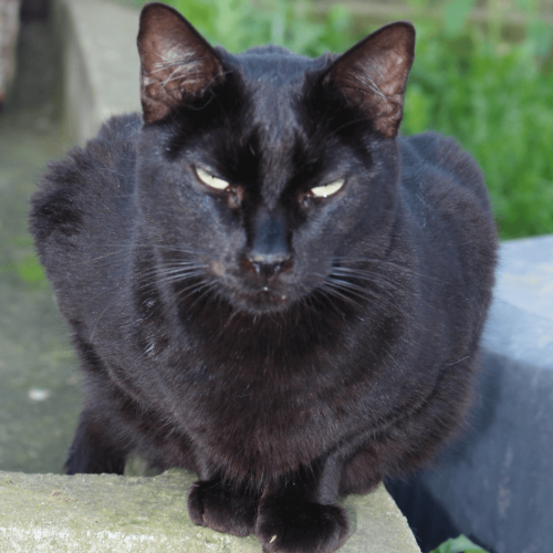 FEMEA - ADOTE COM O GRUPO FERA