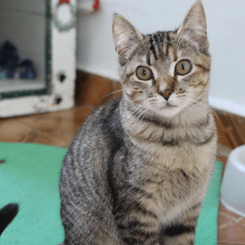 FEMEA1 - ADOTE COM O GRUPO FERA