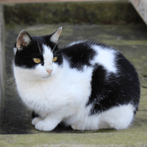 FEMEA2 - ADOTE COM O GRUPO FERA