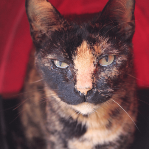 FEMEA4 - ADOTE COM O GRUPO FERA