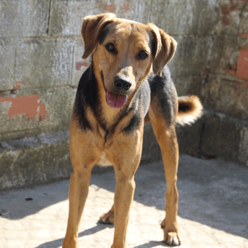 JOAO - ADOTE COM O GRUPO FERA