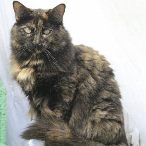 LILITH - ADOTE COM O GRUPO FERA