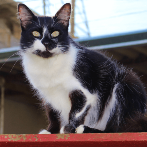 MACHO - ADOTE COM O GRUPO FERA