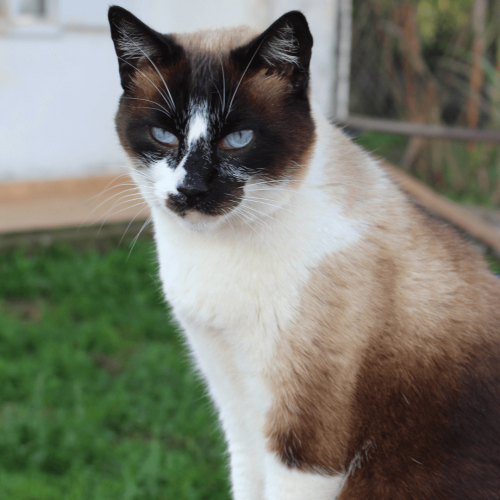 MACHO1 - ADOTE COM O GRUPO FERA