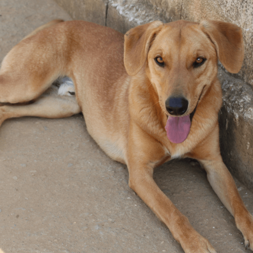 MACHO2 - ADOTE COM O GRUPO FERA