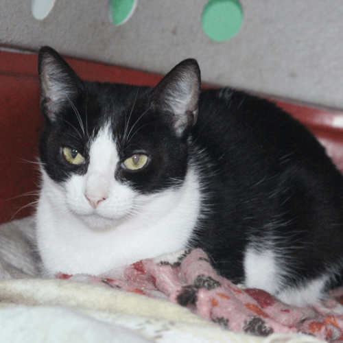 MARISTELA - ADOTE COM O GRUPO FERA