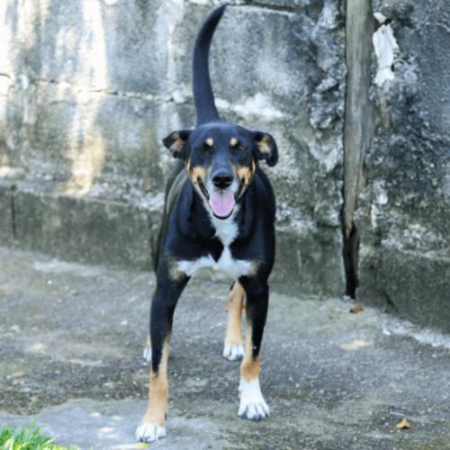 MIOJO FEMEA - ADOTE COM O GRUPO FERA