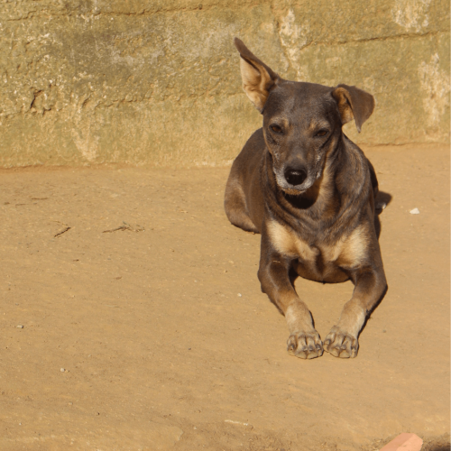 NANI - ADOTE COM O GRUPO FERA