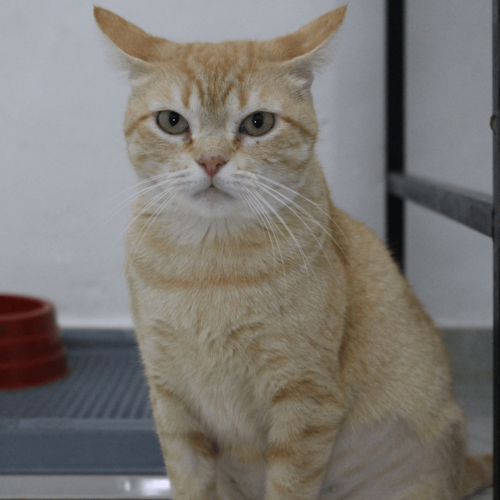 NAZARE - ADOTE COM O GRUPO FERA