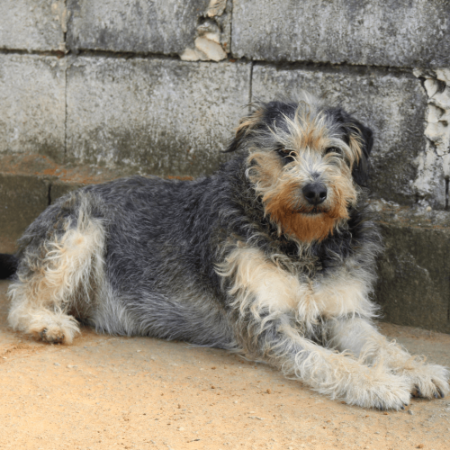 PELUDO - ADOTE COM O GRUPO FERA