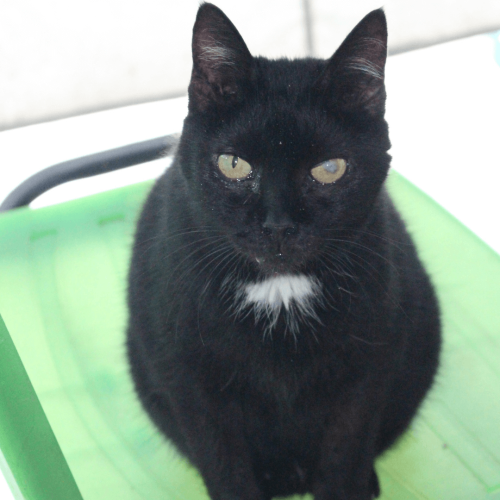 PIRATA FEMEA - ADOTE COM O GRUPO FERA