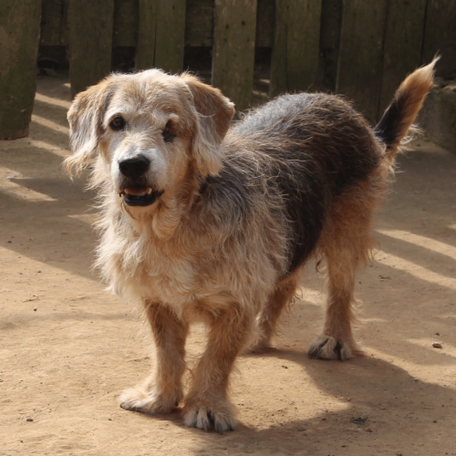 PIRATA MACHO - ADOTE COM O GRUPO FERA