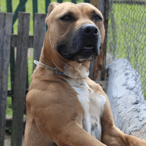 PITTY - ADOTE COM O GRUPO FERA