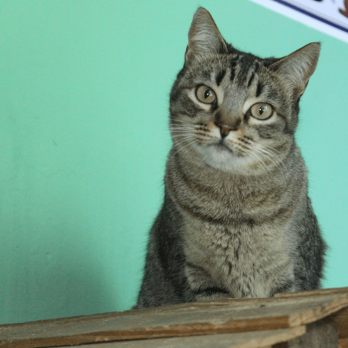 RAJADINHA - ADOTE COM O GRUPO FERA