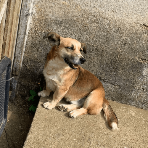 RASHI - ADOTE COM O GRUPO FERA