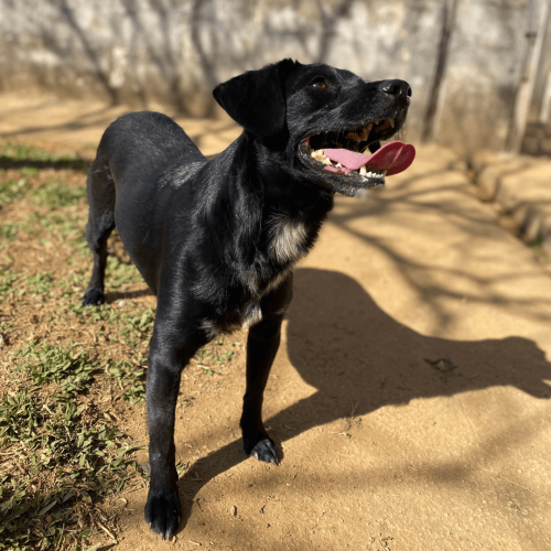 RENATINHO1 - ADOTE COM O GRUPO FERA