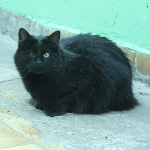 RIHANNA - ADOTE COM O GRUPO FERA