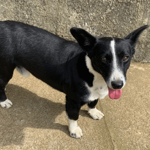 RUAN - ADOTE COM O GRUPO FERA