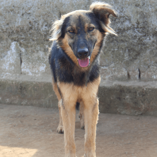 RUTE - ADOTE COM O GRUPO FERA