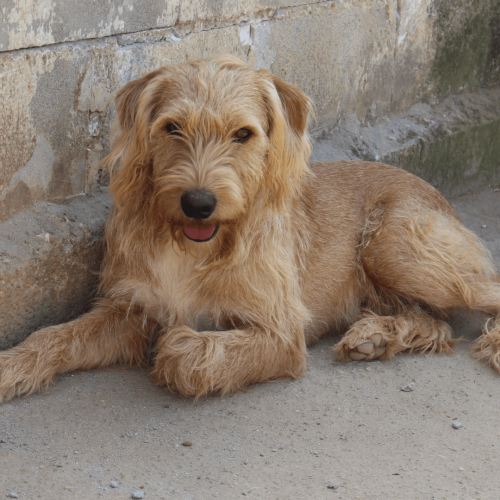 THEO - ADOTE COM O GRUPO FERA