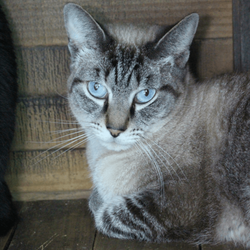 THEO1 - ADOTE COM O GRUPO FERA