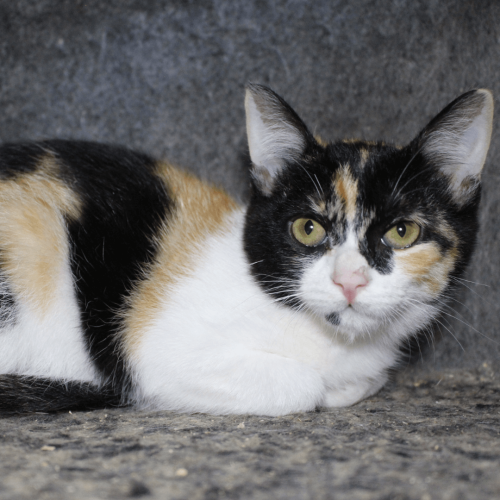 filhote FEMEA - ADOTE COM O GRUPO FERA