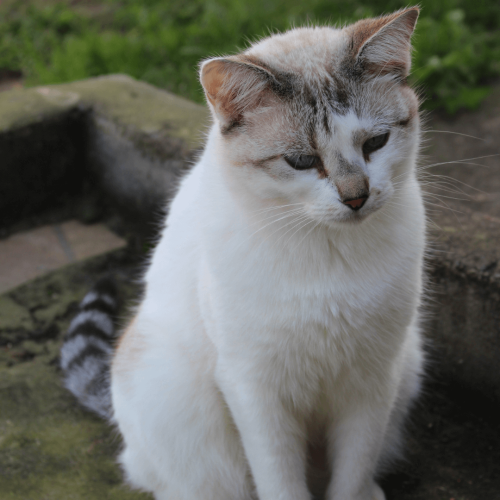filhote no sitio MACHO - ADOTE COM O GRUPO FERA