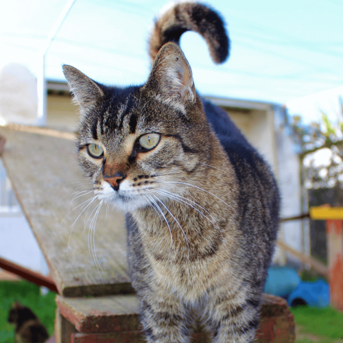 macho5 - ADOTE COM O GRUPO FERA
